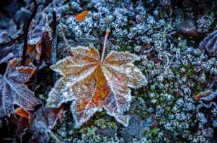 Frost on Maple leaf-4958-2